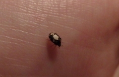 Anthrenus sophonisba