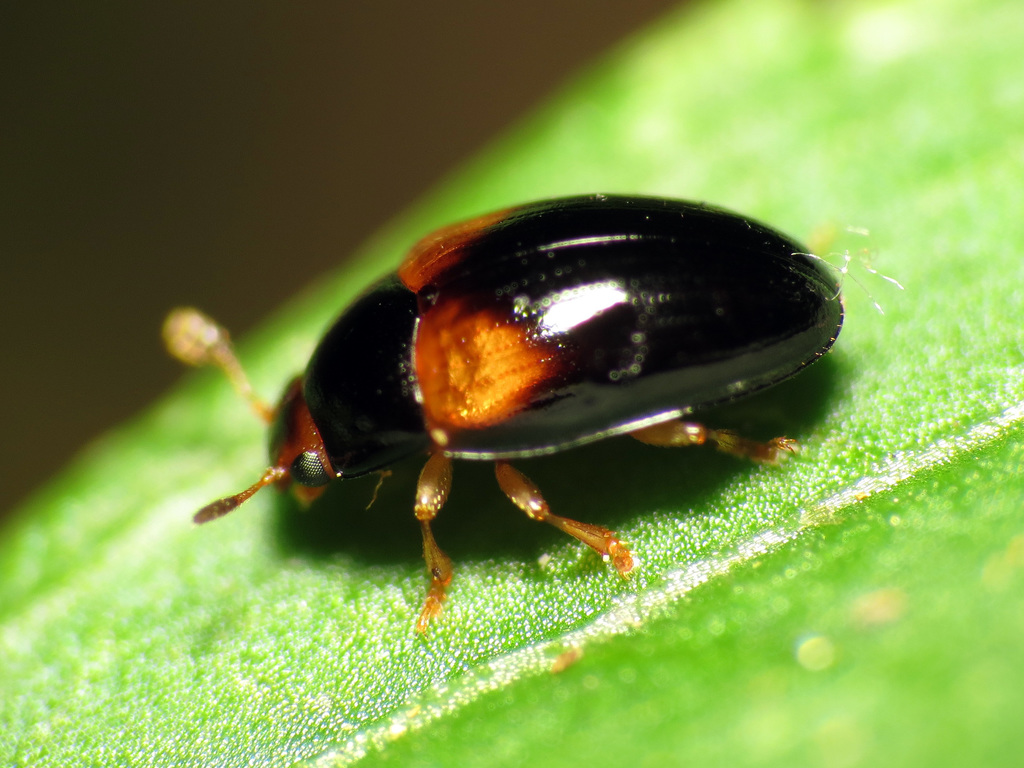Two-spotted Pleasing Fungus Beetle