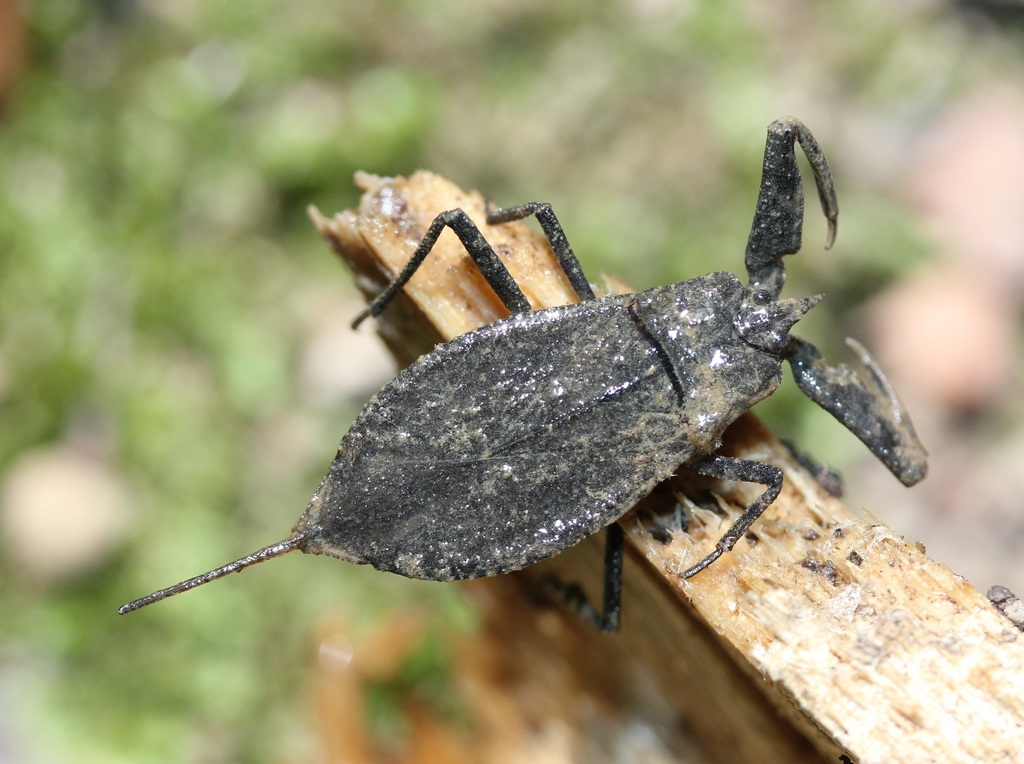 Nepoidea