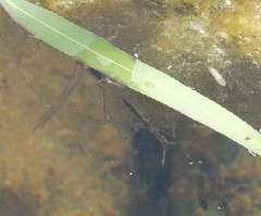 Ranatra quadridentata