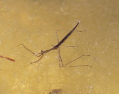 Ranatra quadridentata