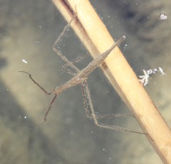 Ranatra quadridentata