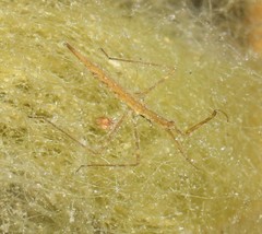 Ranatra quadridentata