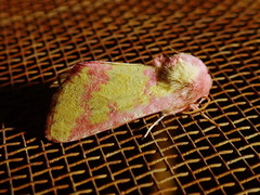 Psectrotarsia suavis