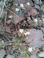 Drymaria holosteoides