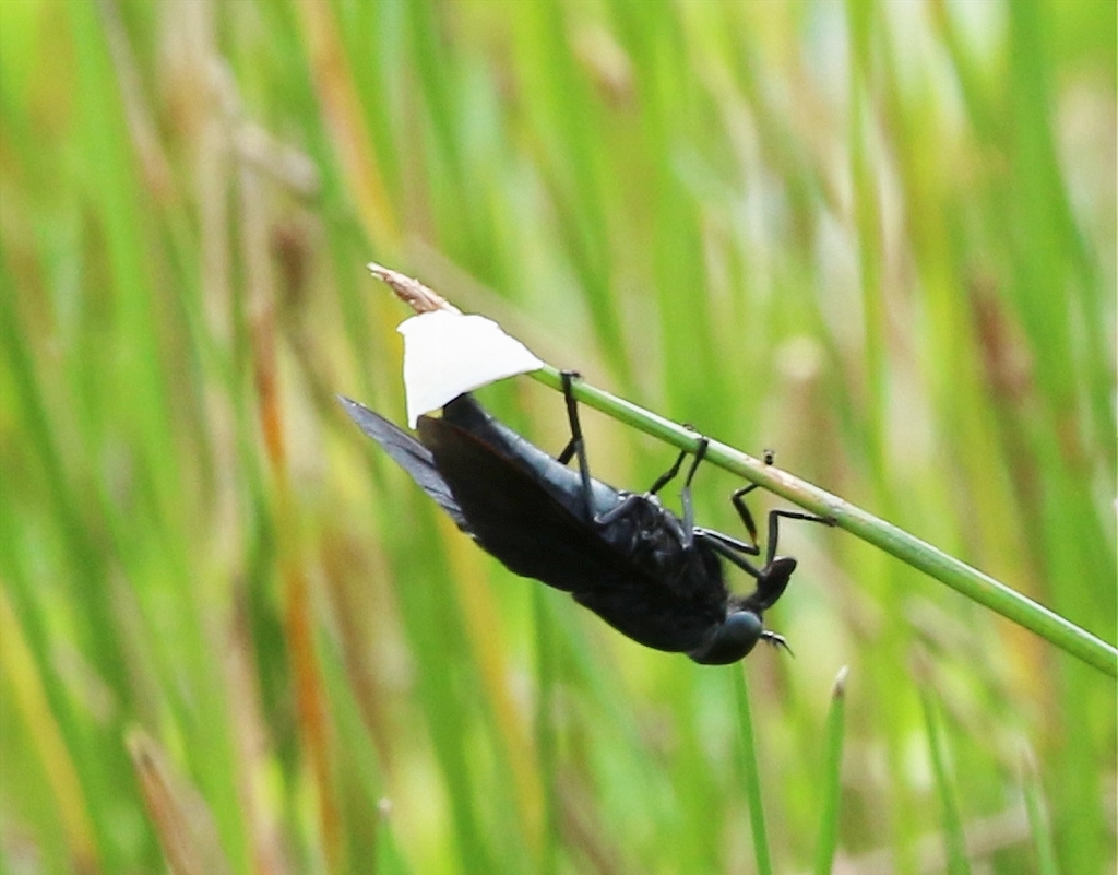 black-horse-fly-from-pemberton-township-nj-usa-on-july-14-2023-at-09