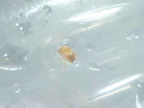 Pleidae