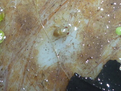 Neoplea striola