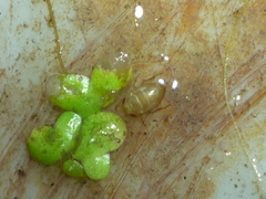 Neoplea striola