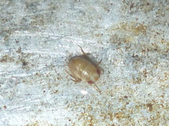 Neoplea striola