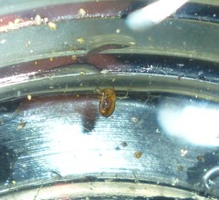 Neoplea striola