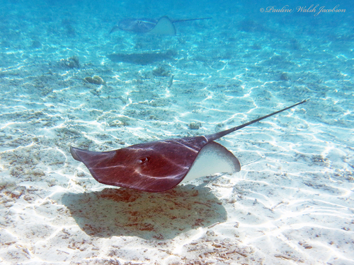 Pink Whipray