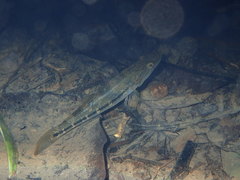 Gobiomorus maculatus