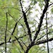 Winged Elm - Photo (c) bbk-htx, some rights reserved (CC BY-NC)