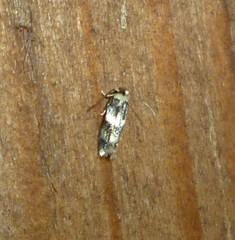 Acalyptris thoracealbella