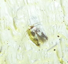 Acalyptris thoracealbella