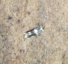 Acalyptris thoracealbella