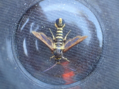 Synanthedon mellinipennis
