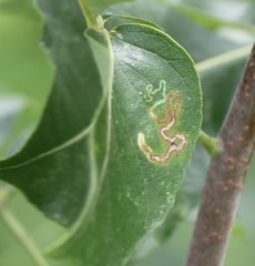 Ectoedemia pteliaeella