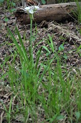 Hymenocallis liriosme