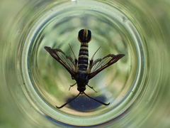 Synanthedon mellinipennis