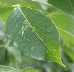 Ectoedemia pteliaeella