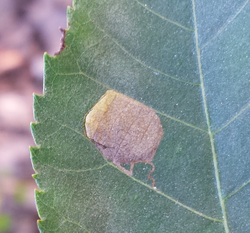 Ectoedemia trinotata