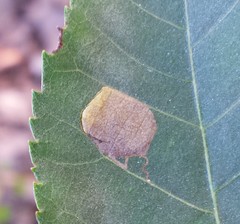 Ectoedemia trinotata