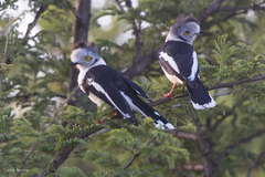 Grey-Crested Helmetshrike photo 4