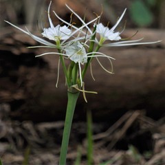 Hymenocallis liriosme