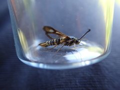 Synanthedon mellinipennis