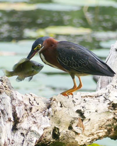 Green Heron