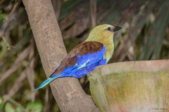 Coracias cyanogaster