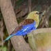 Blue-bellied Roller - Photo (c) Allan Hopkins, some rights reserved (CC BY-NC-ND)
