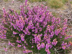 Erica cinerea