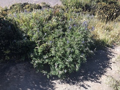Lupinus costaricensis