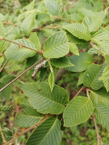 Betula chichibuensis iNat (3)