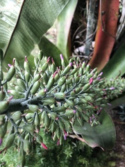 Aechmea mexicana