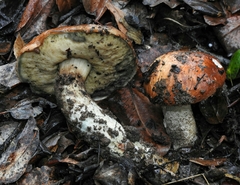 Leccinum manzanitae