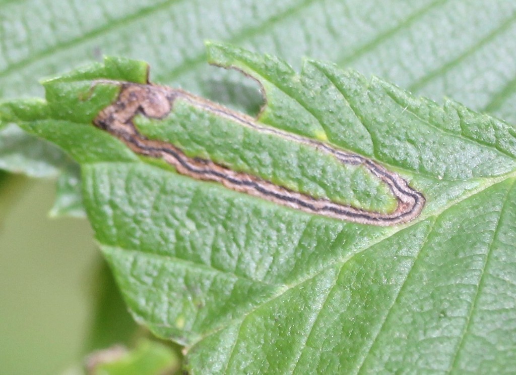 Stigmella apicialbella