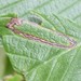 Stigmella apicialbella - Photo (c) Even Dankowicz, some rights reserved (CC BY), uploaded by Even Dankowicz