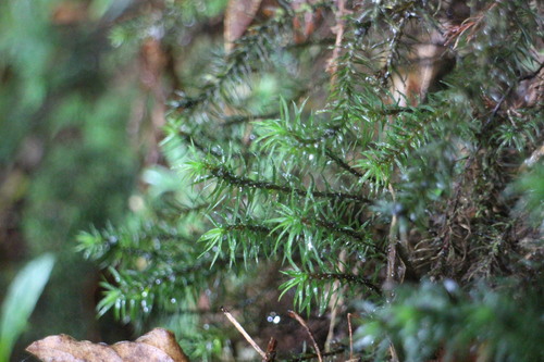 Pogonatum cirratum (a haircap moss)