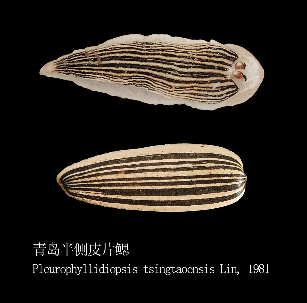 Pleurophyllidiopsis