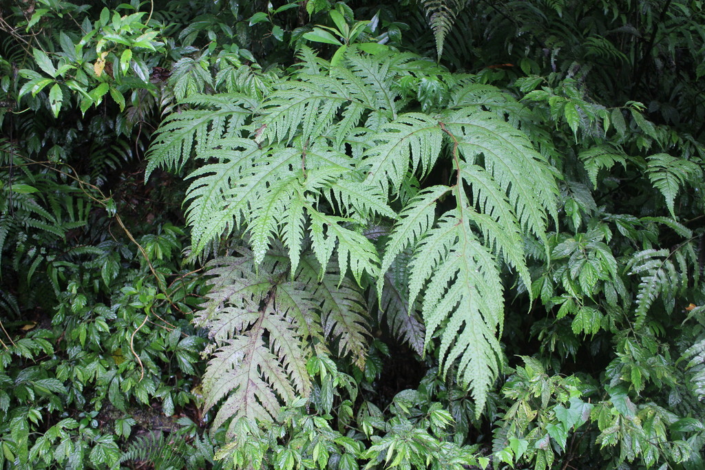 Tectaria griffithii