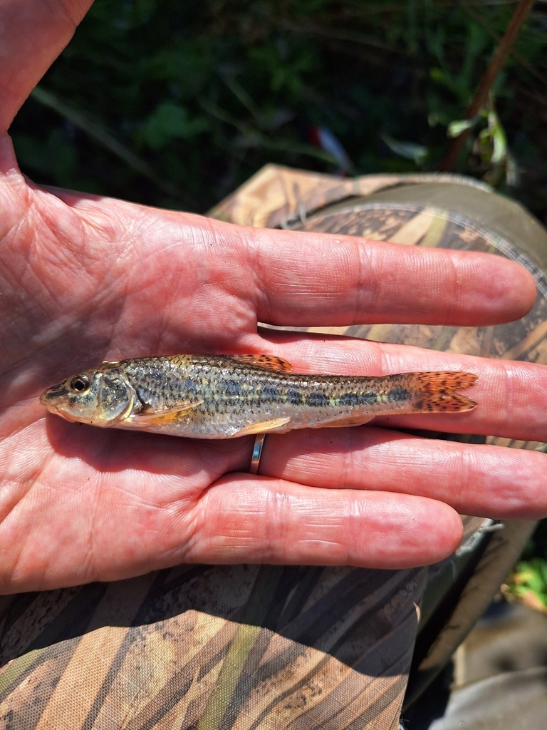 Danube Gudgeon