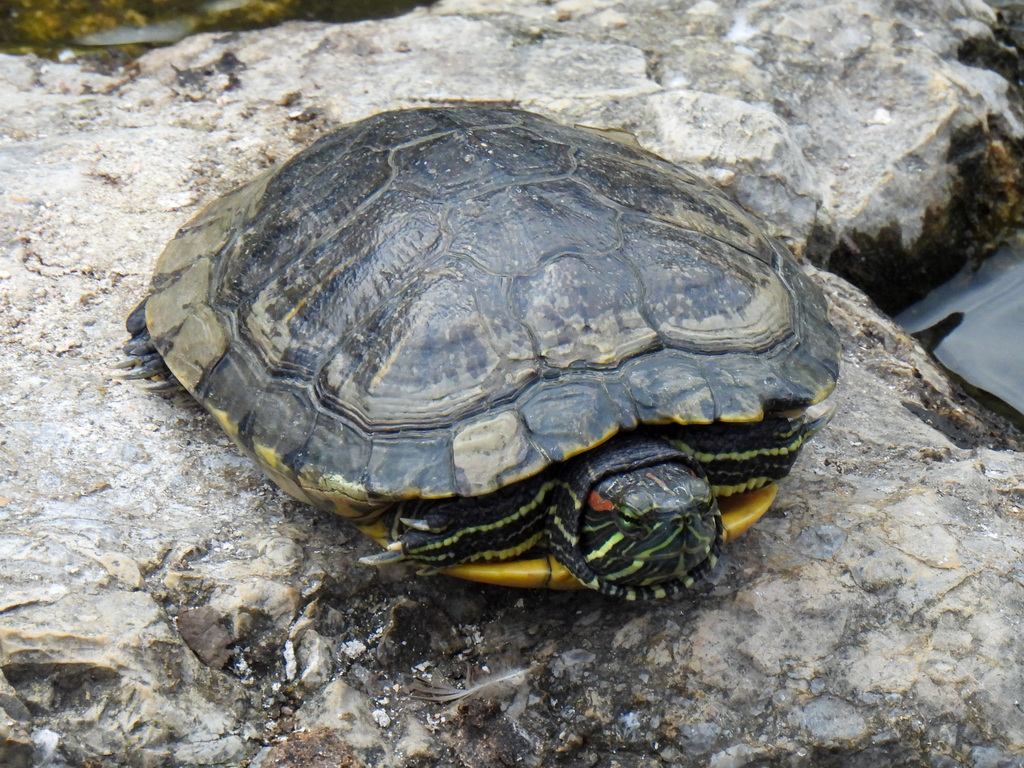 Red-eared Slider from Shinkawa, Mitaka, Tokyo 181-0004, Japan on July ...