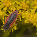 Lopidea instabilis - Photo (c) Bruce P. Smith, some rights reserved (CC BY-NC-ND), uploaded by Bruce P. Smith
