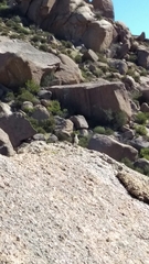 Campylorhynchus brunneicapillus