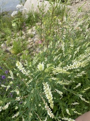 Melilotus albus image