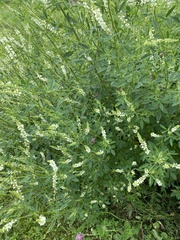 Melilotus albus image